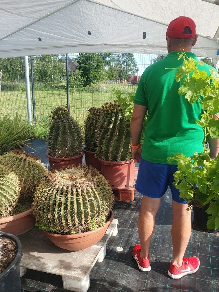 Kaktus, kaktusy,grusonii, ferokaktus, palmy,mrozoodporne
