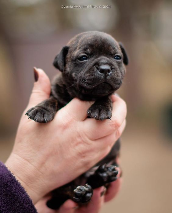 Стаффорширський бультерер