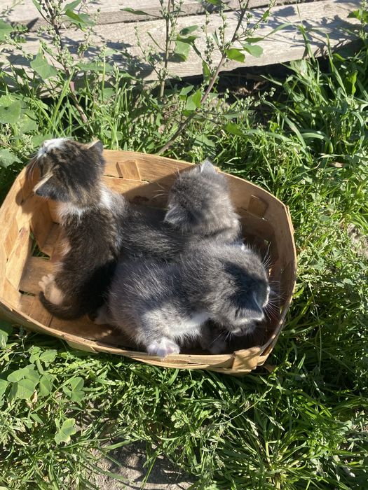 Висловухі кошенята шукають родину