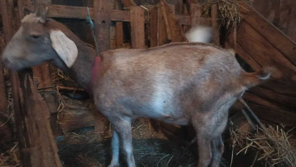 дійна коза, покрита