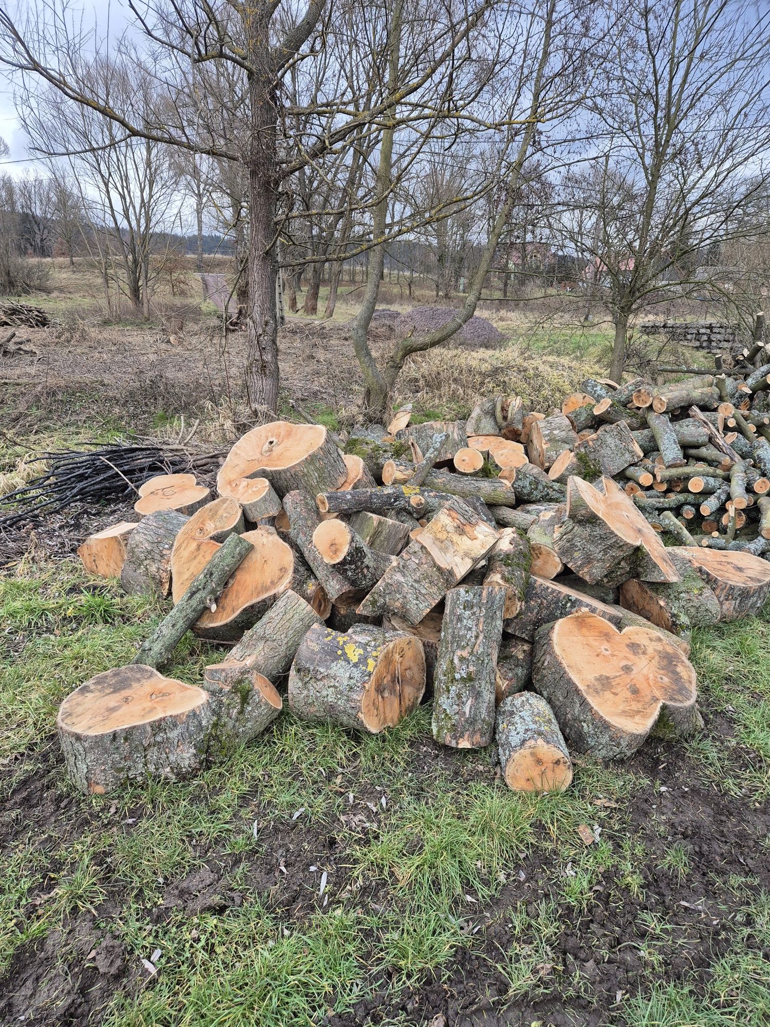 Drewno opałowe liściaste