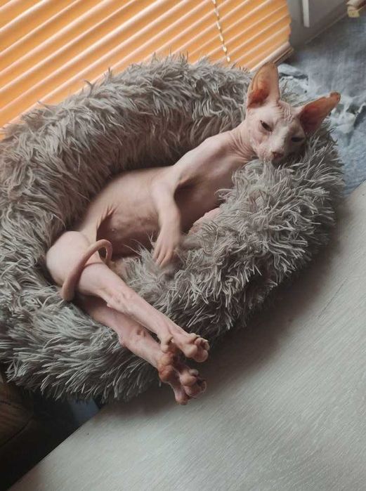 Розовый котик-красавчик с жёлтыми глазками.Гарик, возраст 5+ лет.