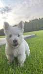 Ostatni samiec pies! Gotowy na zmianę domu West Highland White Terrier