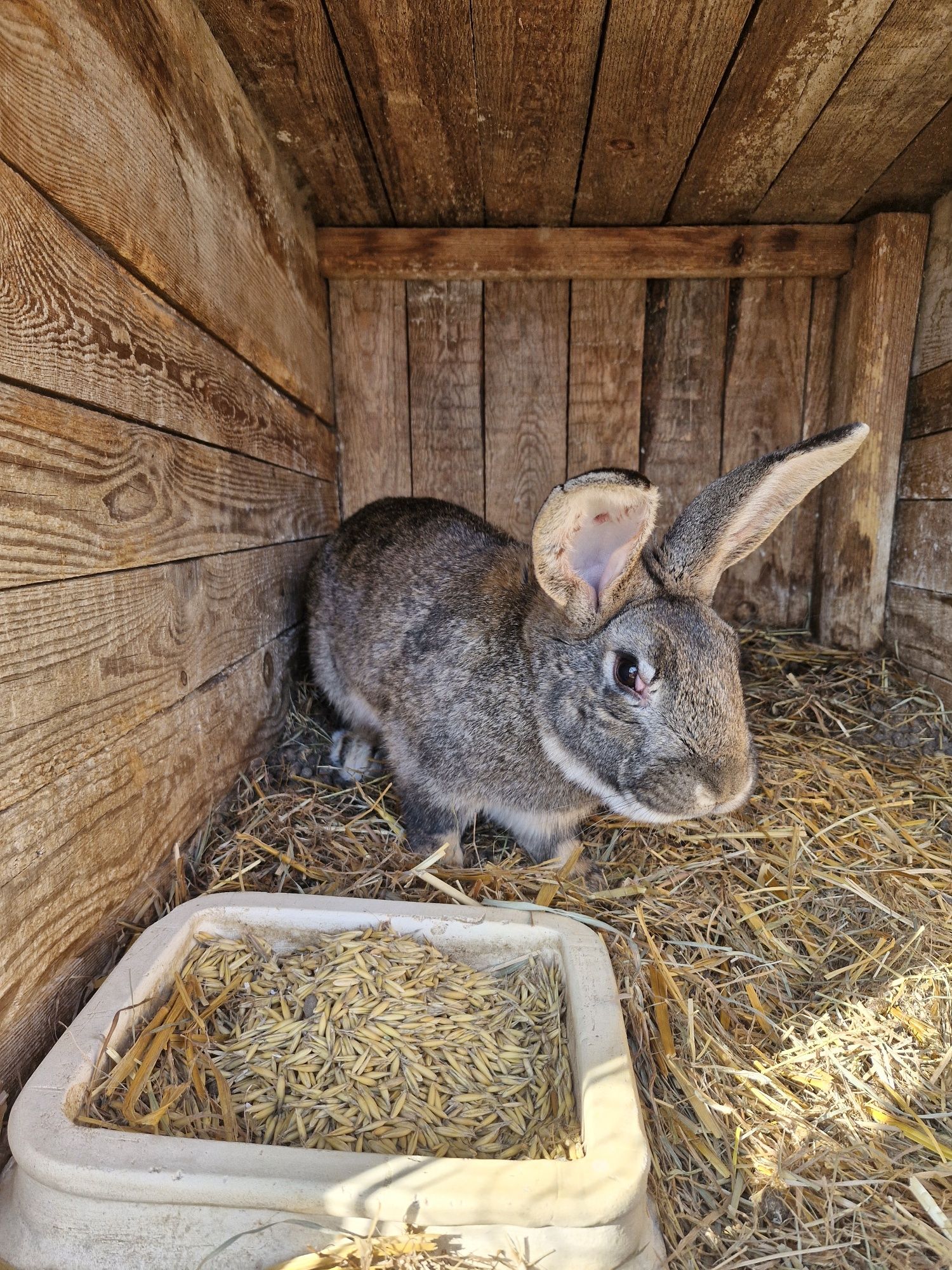 Króliki mieszańce