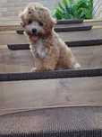 Śliczny maltipoo piesek