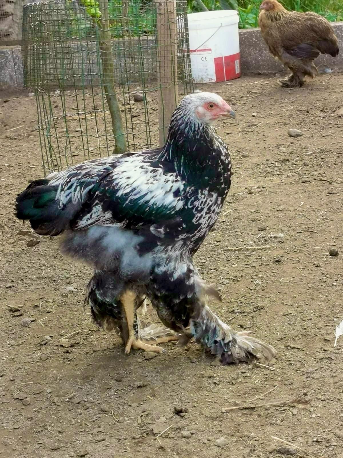 Brahmas pedriz dark