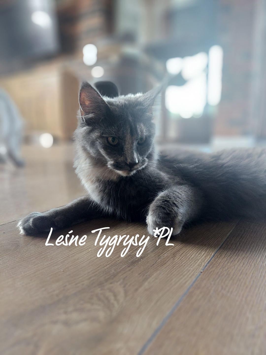 Kotka Maine coon po championie