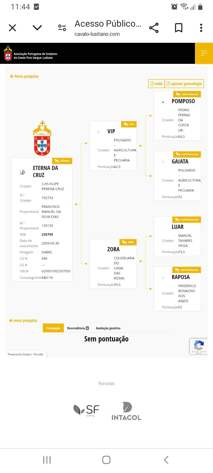 Egua isabel muito bonita psl pura com livro azul
