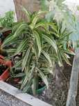 Planta Dracaena e outras plantas a escolher.  Troco por substrato 
Dr