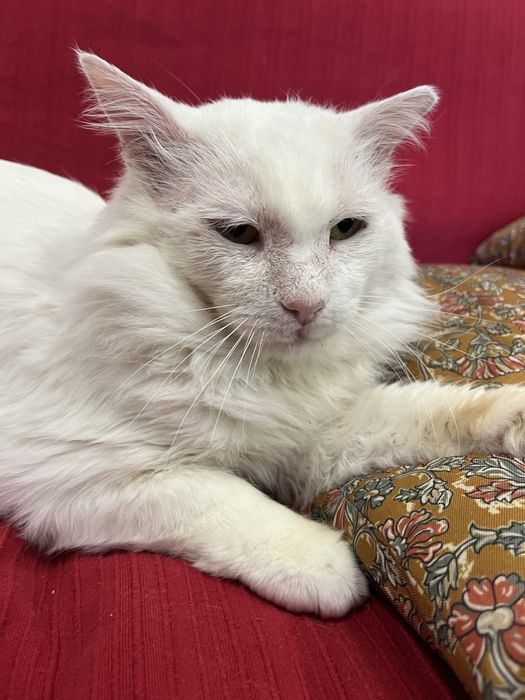 Snow procura uma família para a vida