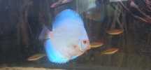 Paletki Blue Diamond.