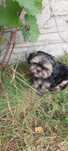 SHIH TZU Szczeniak piesek