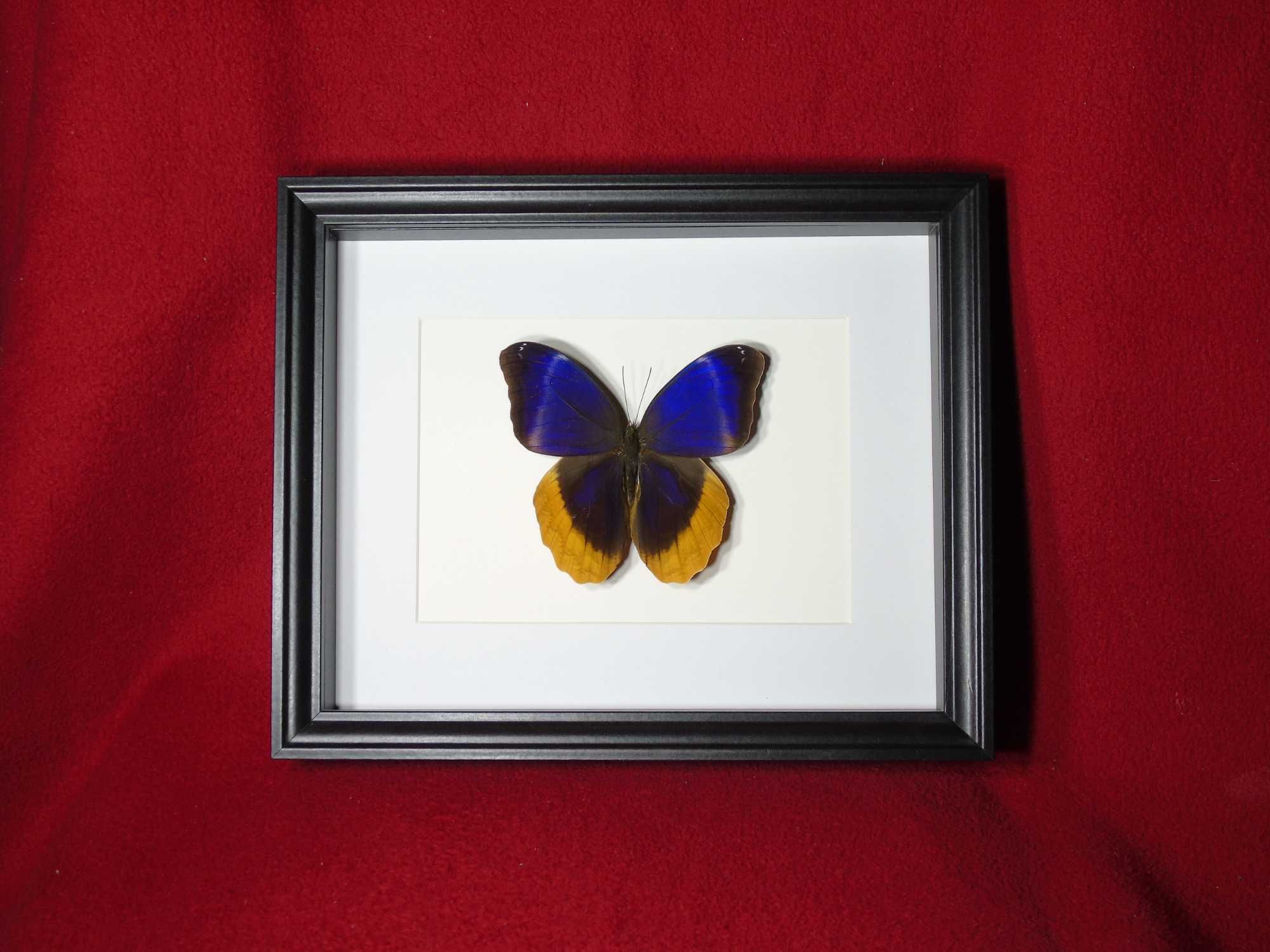 Motyl w ramce / gablotce 27x22 cm . Caligo uranus - Meksyk .