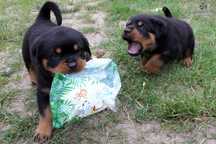 Szczeniak, suczka Rottweiler po Championach Polski / Rodowód ZKwP, FCI
