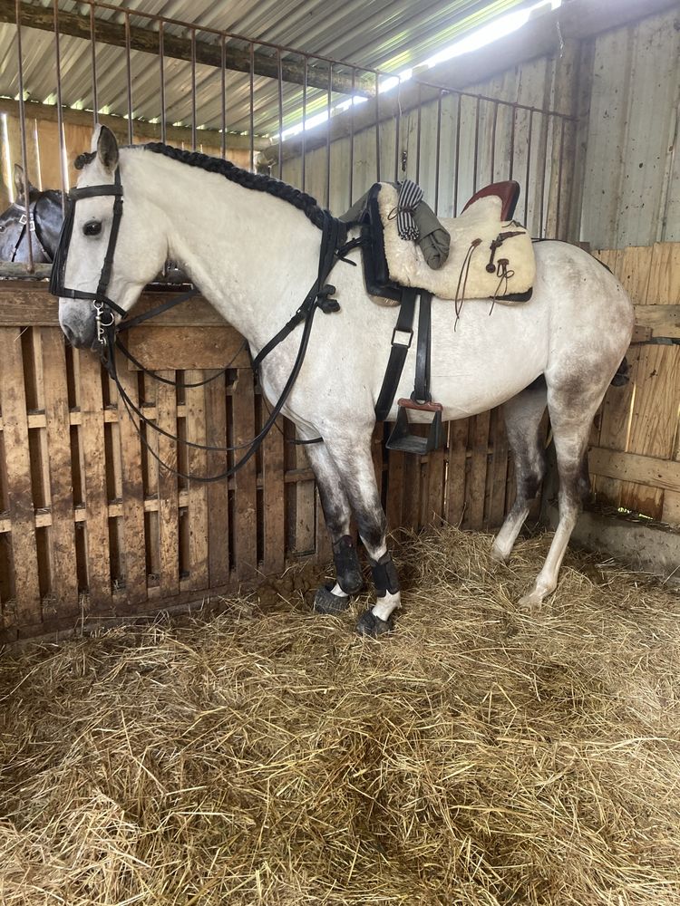 Cavalo com 7 anos inteiro a volta de 1;58m