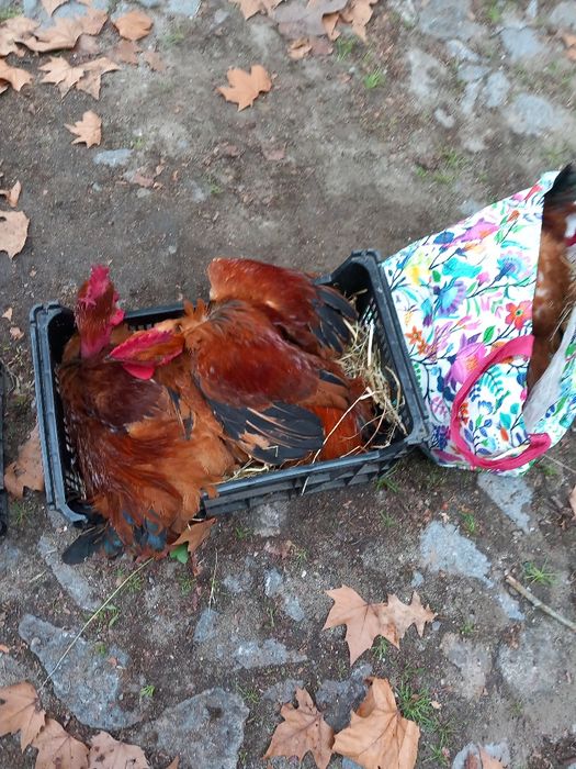 Frangos do campo boa qualidade tem perus caseiros
