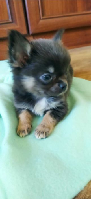 Chihuahua piesek suczka szczeniak ZKwP FCI czekoladowy mini