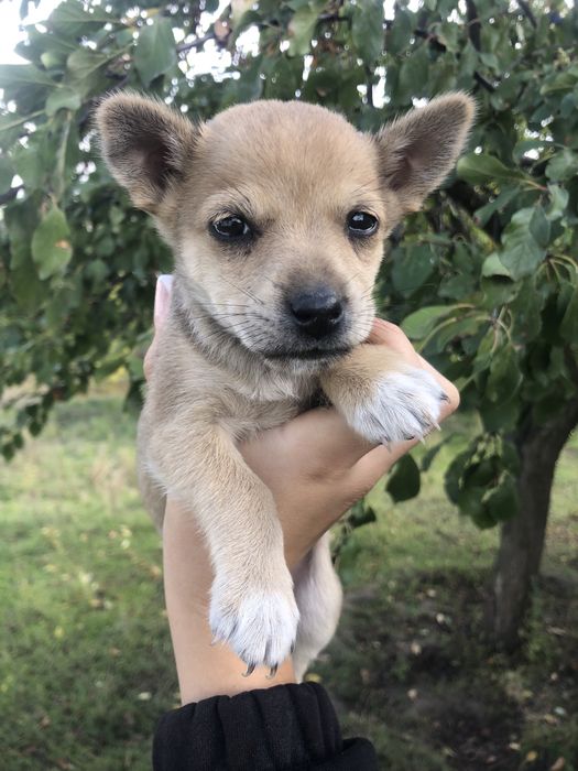 Віддам цуценят в добрі руки!