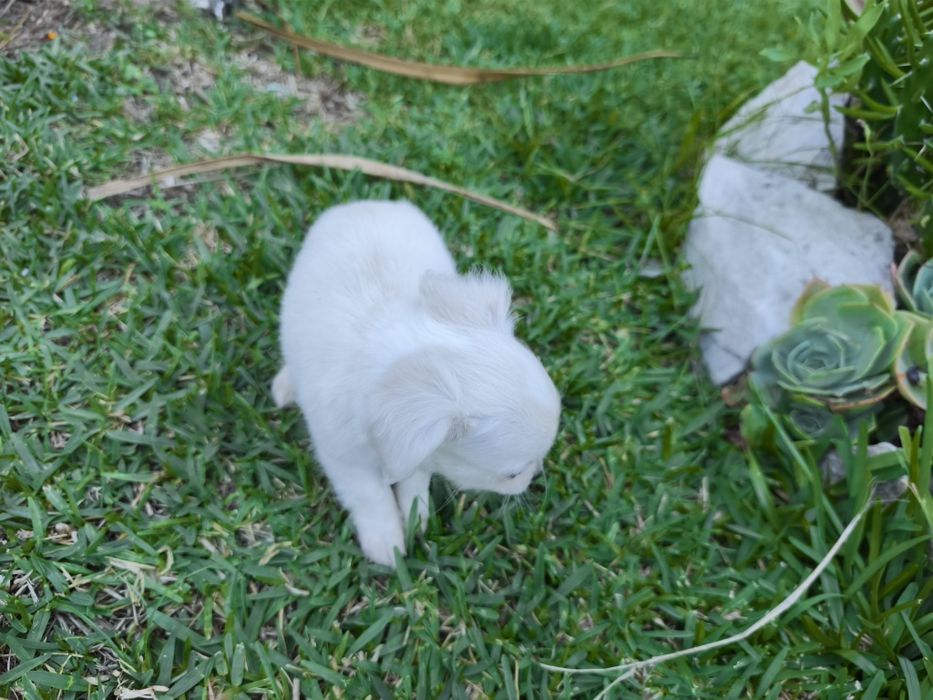 Chihuahua disponível para entrega imediata