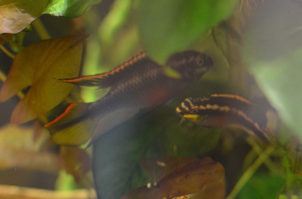 Barwniak czerwonobrzuchy młode i duże od 1,5cm -Pelvicachromis pulcher
