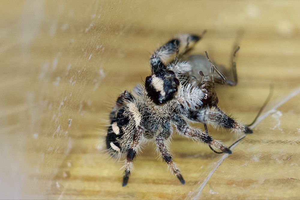 Skakuny Królewskie L7, phidippus regius wysyłka