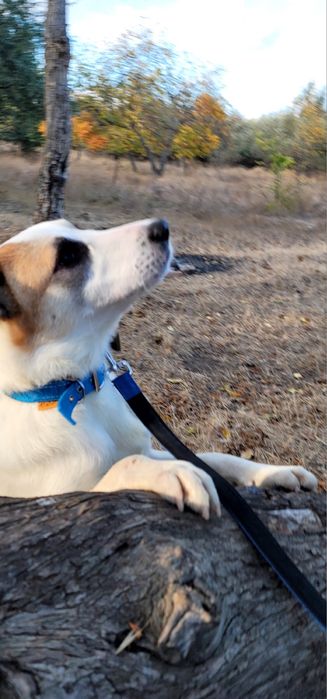 Бесплатно в добрые руки