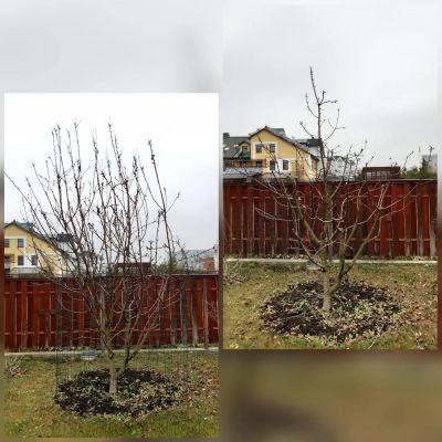 Poda de árvores de fruto e instalação de rega – Sertã