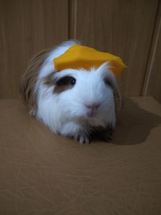 Морские свинки Коронет