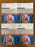 Szpinda anatomia