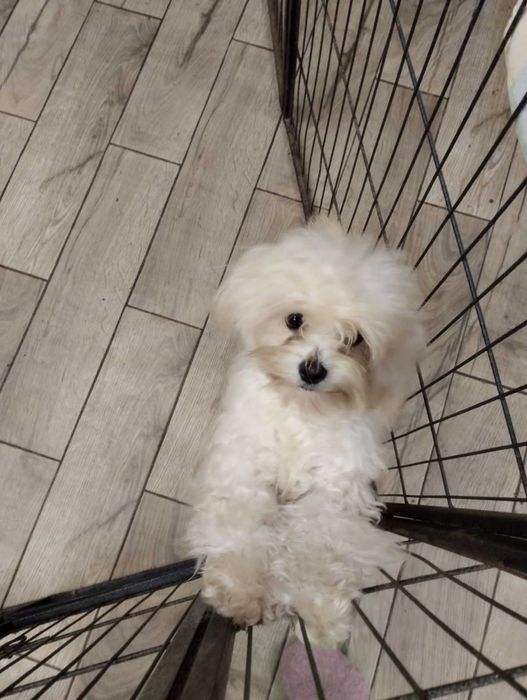 Хлопчик абрикоска мальтипу