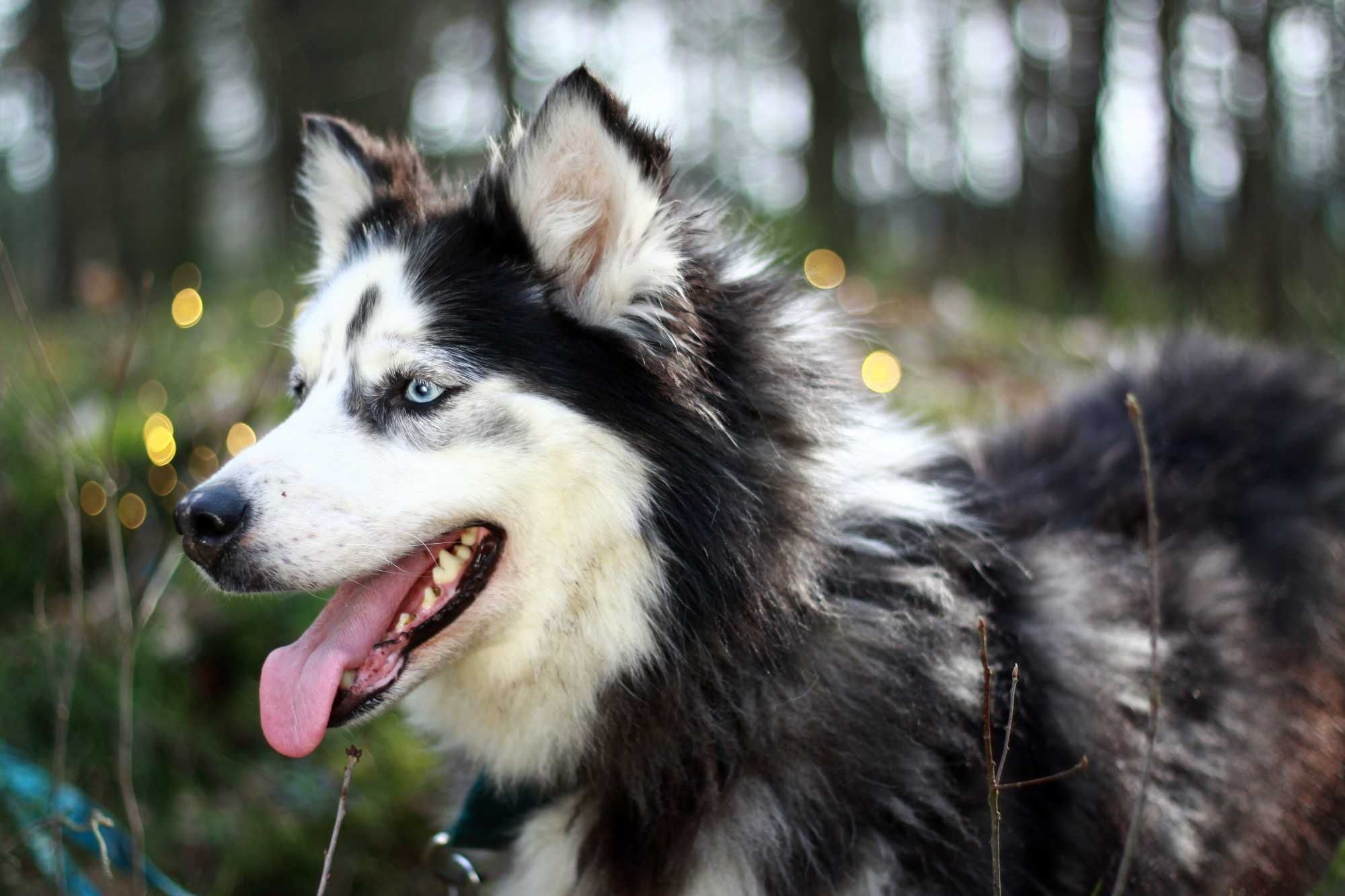 Długowłosa piękność, suczka husky szuka domu