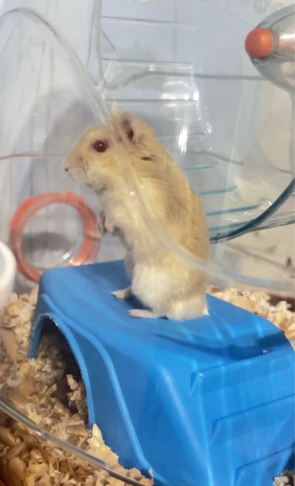 Джунгарик хомʼяк джунгарскі хомʼяки