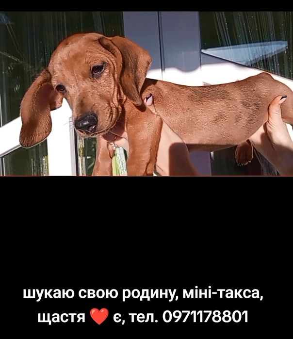 Хлопчик міні-такса, сонечко для родини