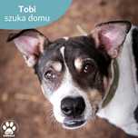 Cudowny Tobi szuka domu!