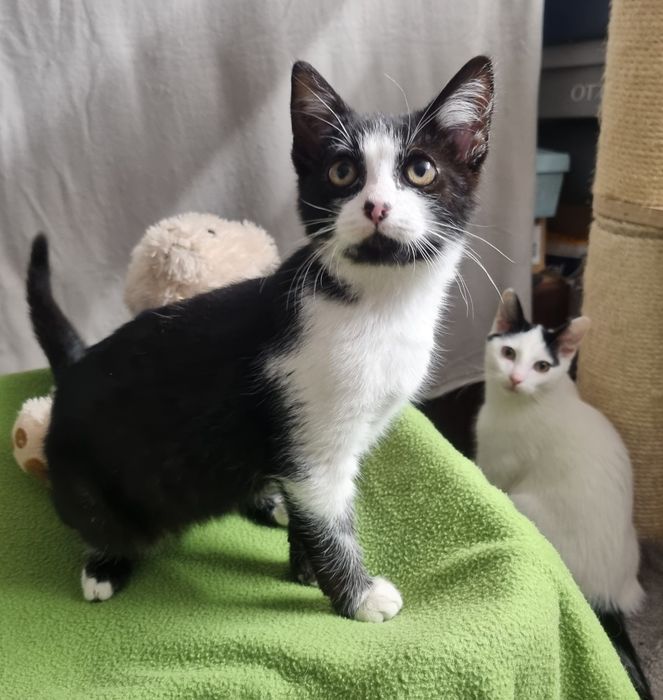 Cudny kocurek Piotruś szuka domu