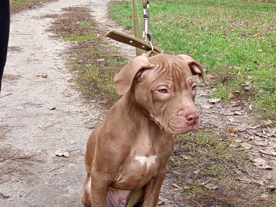 Pitbull, питбультерьер 2 щенка осталось