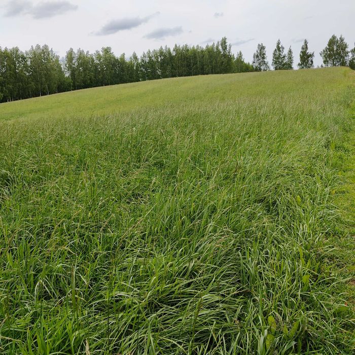 Mieszanka traw życica lucerna koniczyna trawa wysyłka