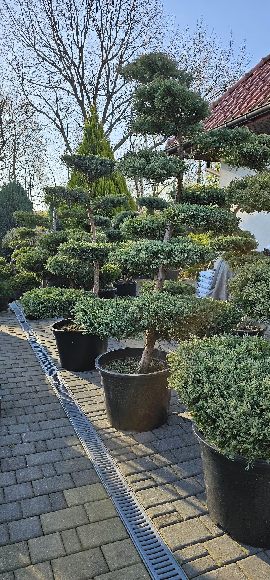 bonsai Rośliny formowane Sosna,swierk,jalowiec