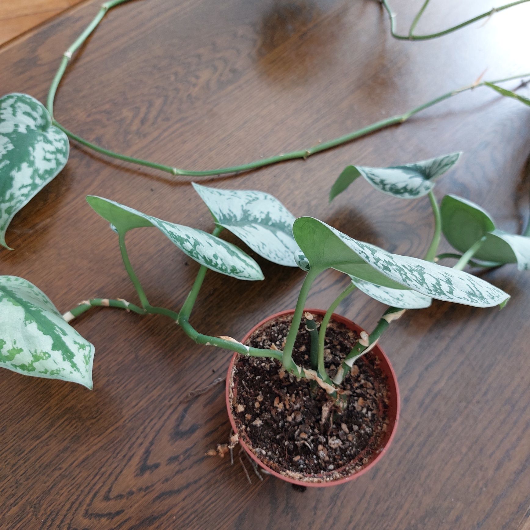 Scindapsus trebie