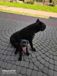 Cane Corso suczka hodowlana FCI ze wschodu