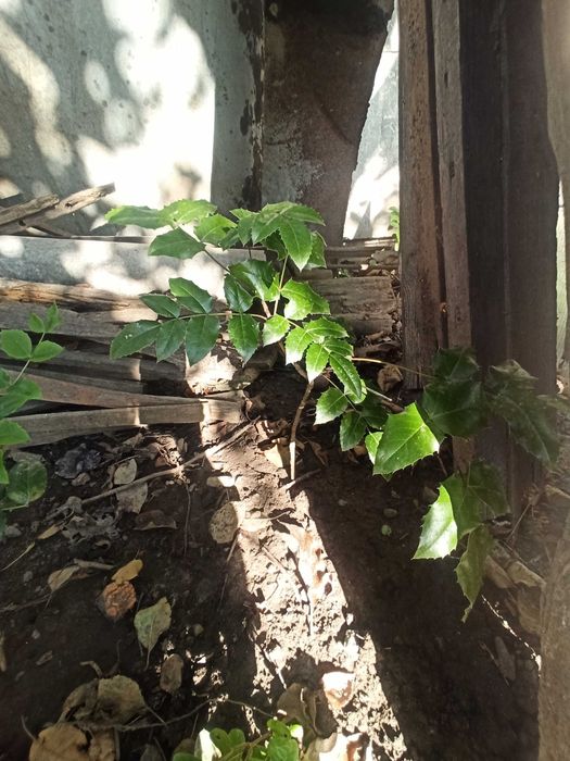 Магония падуболистная вечнозеленая