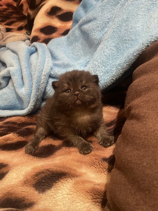 Плюшевий кумочок щастя