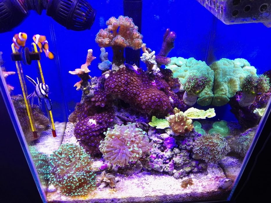 Preparaty do akwarium morskiego