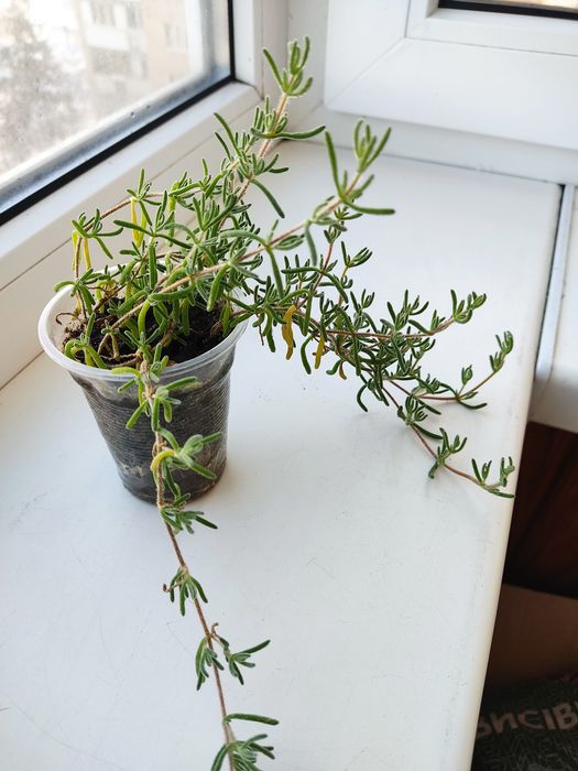 Оскулярія, цікавий непримхливий сукулент, цвіте бузковим