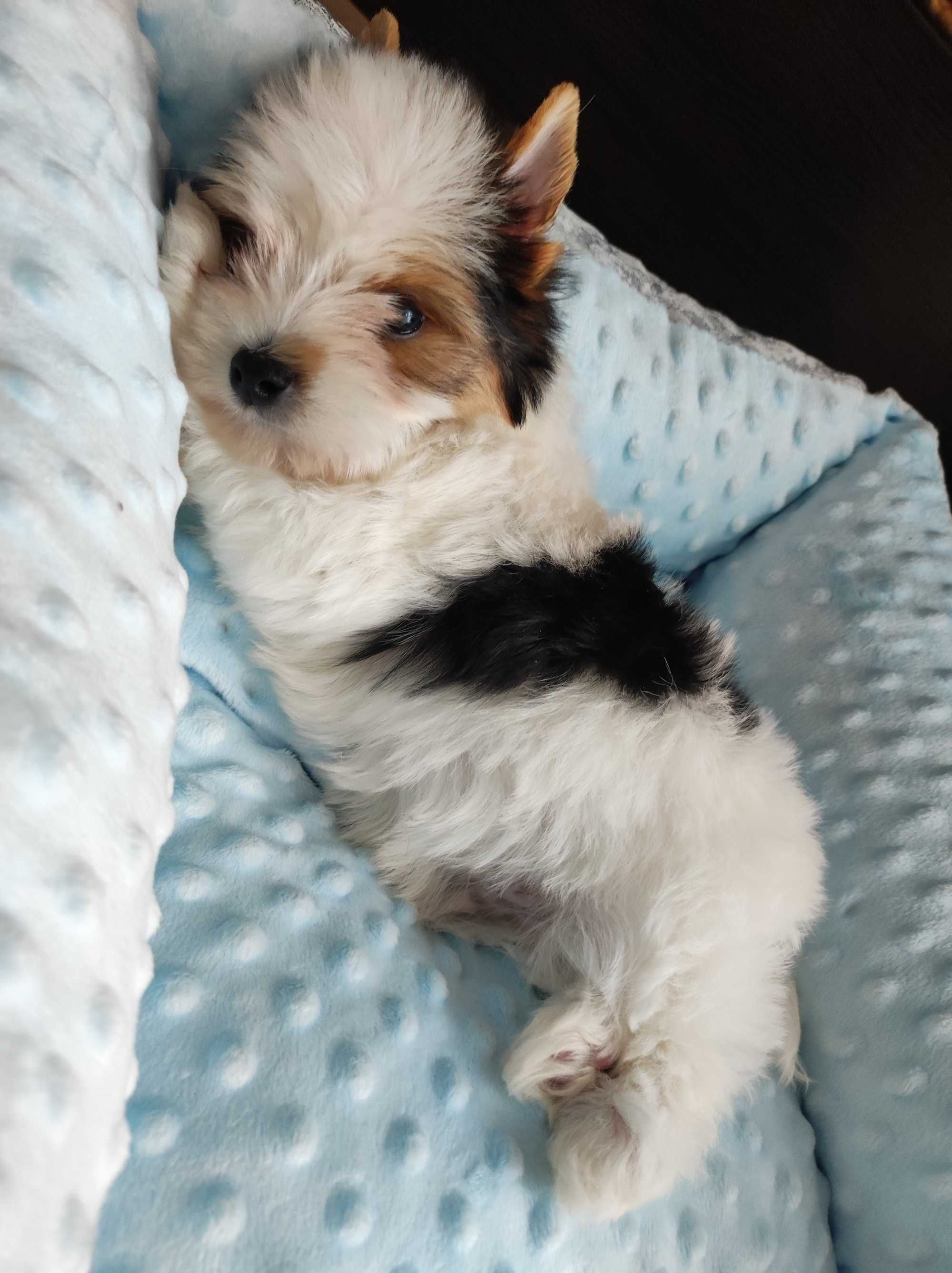 Yorkshire terrier