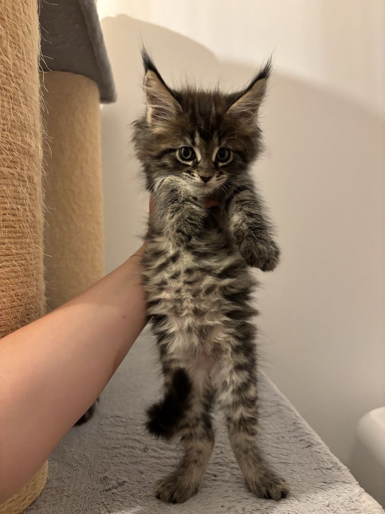 Kotka Maine Coon rodowód FPL+wyprawka
