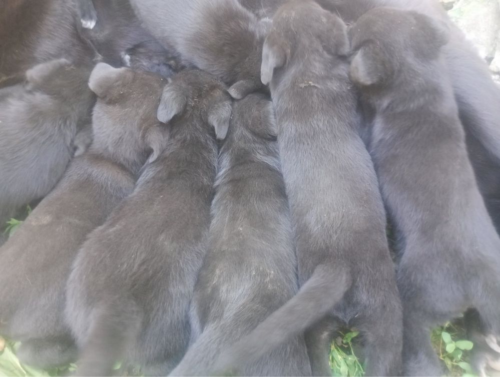Безкоштовно Німецька вівчарка . 1 місяц