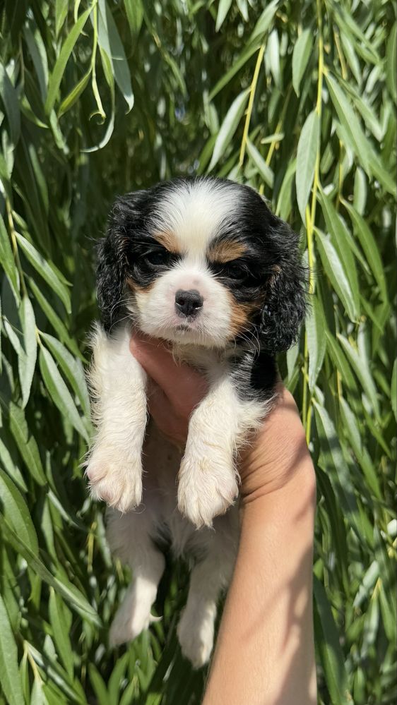 Cavalier king charles spaniel chlopak samiec