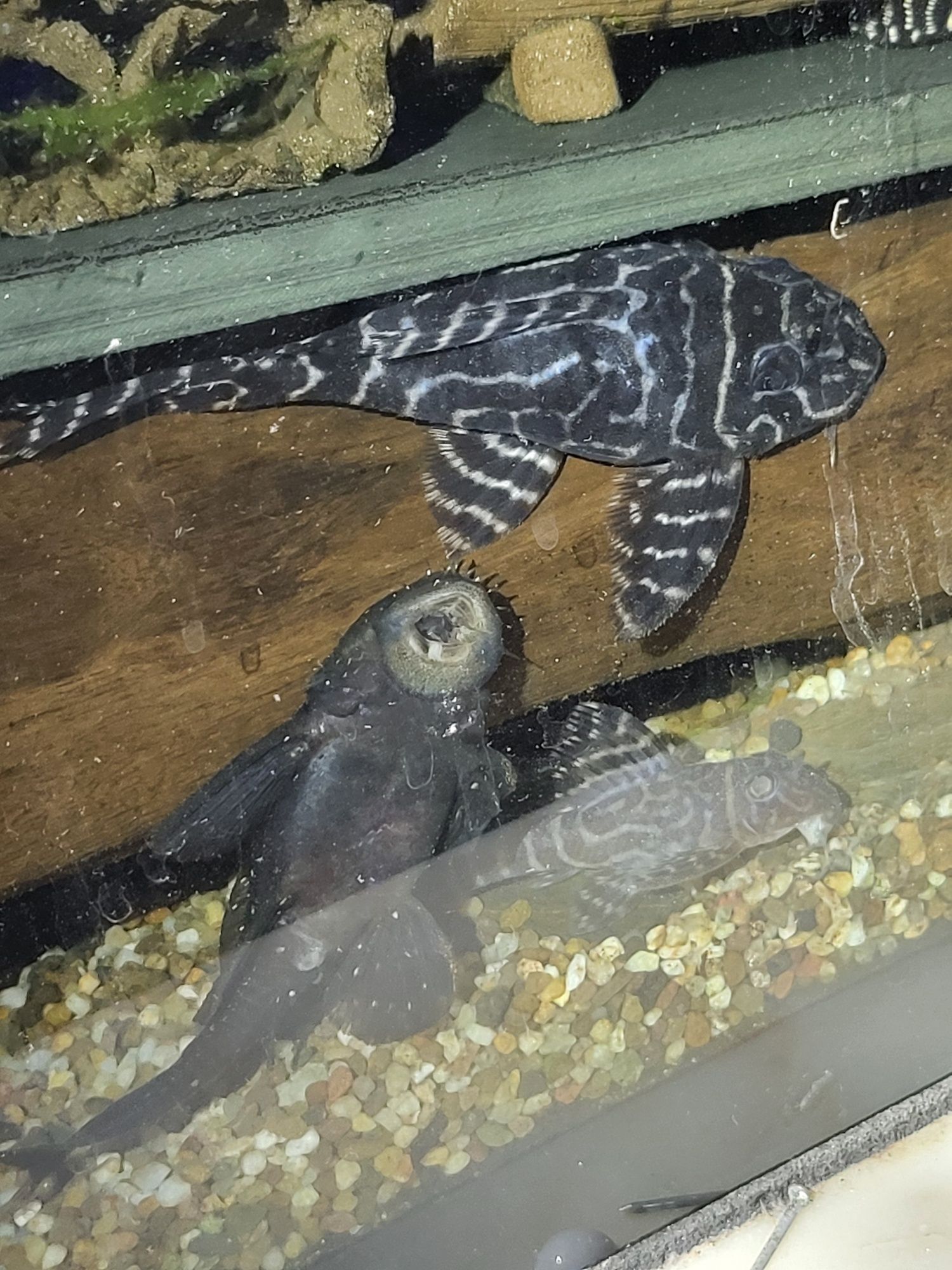 Pleco L333 selvagem 8-10 cm