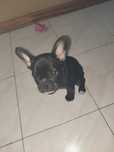 BullDog Francês bebe macho